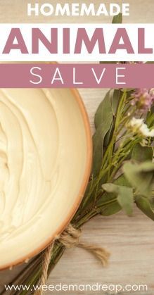 Diy Salves And Balms For Dogs, Apothecary Remedies, Herbal Business, Pet Bakery, Doggie Bag, Pet Remedies, Dog Soap, Healing Salve, Natural Pet Care