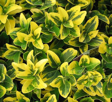 Golden Euonymus | Calloway's Nursery Lemon Verbena Plant, Golden Euonymus, Arbequina Olive Tree, Verbena Plant, Green Giant Arborvitae, Giant Arborvitae, Arborvitae Tree, Growing Greens, Green Giant