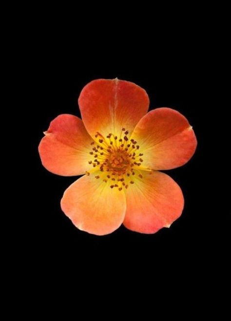 Gt Logo, Line Art Flowers, Flower Close Up, Open Flower, Watercolor Projects, Apple Watch Wallpaper, Botanical Beauty, Orange Flower, Flowers Nature