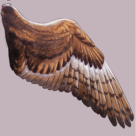 Design Wing Scarf, Owl Wings, Maximum Ride, Wings Drawing, Wings Art, Bird Wings, Wings Design, Barn Owl, Creature Design