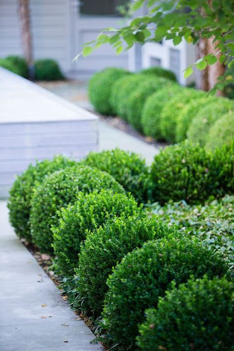 Boxwood Landscaping, Boxwood Garden, French Country Garden Decor, Country Garden Decor, French Country Garden, Front Yard Garden Design, Areas Verdes, Front Landscaping, Garden Shrubs