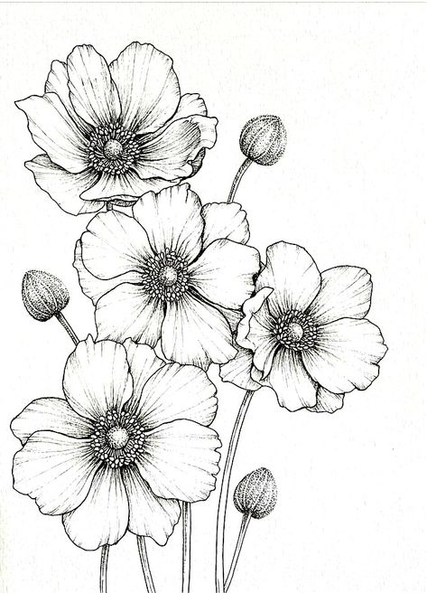 Poppy Drawing Tattoo, Botanical Illustration Black And White, Poppy Flower Drawing, Botanical Line Drawing, Doodle Art Flowers, Flower Line Drawings, Flower Drawing Tutorials, Flower Art Drawing, Flower Sketches