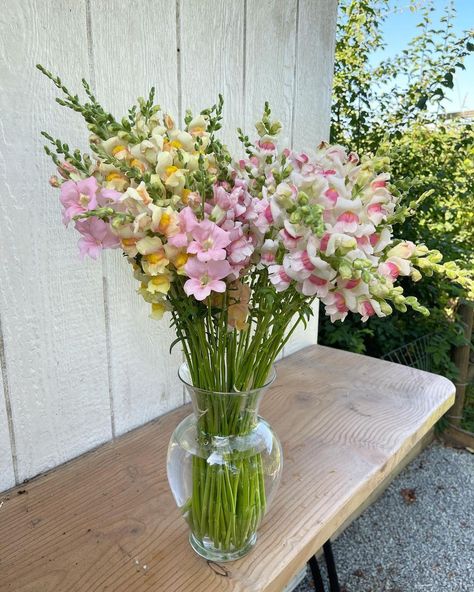 Snap Dragon Wedding Centerpieces, Snapdragon Flowers Bouquets, Snapdragon Bouquet, Jar Bouquet, Cute Pottery, Snapdragon Flowers, Buy Me Flowers, Brighton Rock, Dragon Wedding