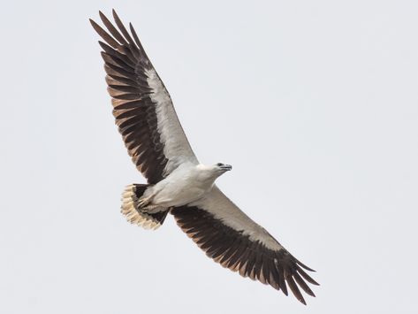 White Bellied Sea Eagle, Wedge Tailed Eagle, Raptors Bird, Sea Eagle, Ocean Tattoos, Random Aesthetics, Eagle Tattoo, Australian Birds, All Birds