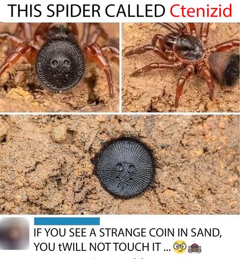 #meme #Disguise #skilled #spider #funny #funnyanimal  Follow us on Facebook : Nope Spider, Spider Meme, Spider Fact, Scary Spider, Spiders Funny, Cute Spider, Spiders Scary, Pet Memes, Well Well