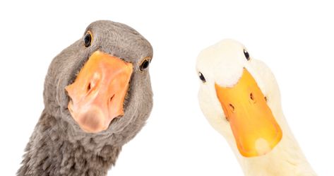 They look similar, but ducks and geese are, well, a different animal. Here's what you need to know about the two. Duck, duck, GOOSE - This popular children's game immediately comes to mind when I think about the two birds. Ducks and geese are both waterfowls that belong to the Anatidae family, and while they … Continue reading Duck vs. Goose: What's the Difference? The post Duck vs. Goose: What's the Difference? appeared first on Wide Open Pets. Redhead Duck, Male Duck, Muscovy Duck, Aquatic Birds, Funny Goose, Wild Duck, Ducks And Geese, Snow Goose, Duck Bill