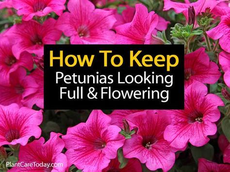 Petunias provide a lot of color. They can be stunning plants with a little work. Here is an instructional video (about 7:30 minutes) on keeping your Petunias lush and Flowering… A piece of advice… the video is a little long so skip ahead! If you can get past the Ahhhha’s there is some good info! … Petunia Tattoo, Petunia Care, Container Gardening Ideas, Petunia Plant, Petunia Flower, Fragrant Garden, Container Gardening Flowers, Happy Tree, Happy Tree Friends