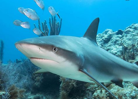 Black Tip Reef Shark, Caribbean Reef Shark, The Great Blue Hole, Underwater Reef, Shark Images, Great Blue Hole, Spotted Eagle Ray, Belize Barrier Reef, Spot Books