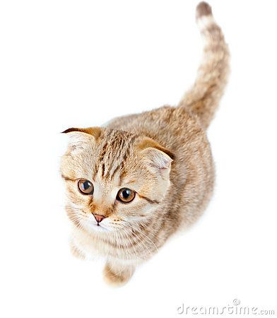 Cat Top View, Scottish Fold Kitten, Scottish Fold Kittens, Cat References, Cat Reference, Tabby Kitten, Scottish Fold, Cat Top, Cat Photography