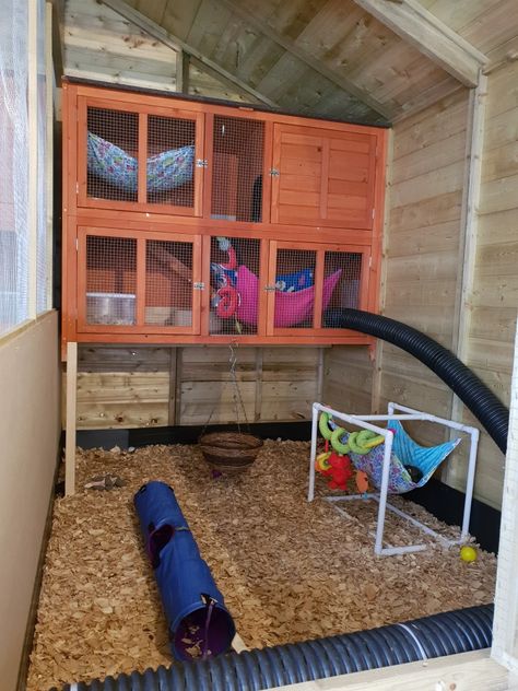 One of the ferret house enclosures ( 8ft x 5ft ) Outside Ferret Enclosure, Ferret Shed Ideas, Ferret Outdoor Enclosure, Ferret House Ideas, Ferret Enclosure Ideas, Ferret Room Ideas, Ferret Playpen, Ferret Enclosure, Ferret Room