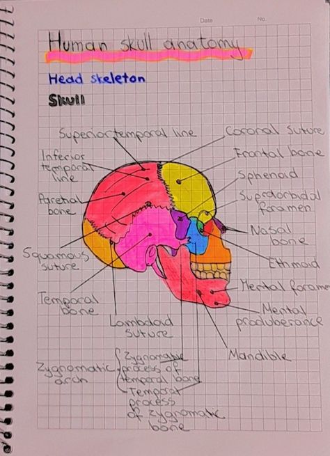 Human skull anatomy General Surgeon Aesthetic Wallpaper, Nero Surgeon, Neurosurgeon Notes, Surgeon Study Notes, Brain Surgeon Aesthetic, Orthopaedic Surgeon Aesthetic, Orthopedic Surgeon Aesthetic, Neurosurgeon Aesthetic Wallpaper, General Surgeon Aesthetic