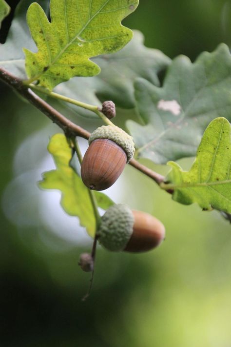 Acorns Growing on a Branch · Free Stock Photo Acorn Reference Photo, Acorn Pictures, Acorn Aesthetic, Fruit On Branch, Acorn Photo, Oak Aesthetic, Acorn Drawing, Acorn Tree, Knitting Painting