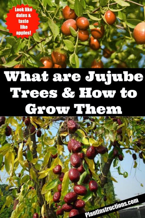 How to Grow Jujube Trees Gardener Tattoo, Gardening Tattoos, Gardening Nails, Jujube Tree, Gardening Tattoo, Jujube Fruit, Tools Tattoo, Dates Tree, Gardener Aesthetic