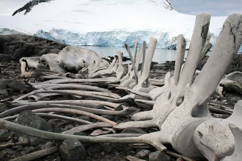 . Bones In Forest, Whale Fall, Whale Bones, Earth Week, Irish Mythology, Animal Skeletons, Vulture Culture, Astronomer, Skeletal