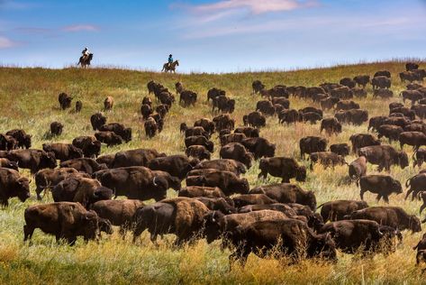 South Dakota Road Trip: A 4-Day Itinerary Filled With Wildlife and Monuments | Condé Nast Traveler Jewel Cave National Monument, Crazy Horse Monument, South Dakota Road Trip, Wind Cave National Park, Custer State Park, Hill City, Glamping Site, Autumn Park, Arts Festival