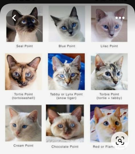 Cat Breeds Siamese, Cat Breeds Chart, Cat Anatomy, Warrior Cat Oc, Exotic Cats, Types Of Cats, Blue Point, Warrior Cats Art, Gorgeous Cats