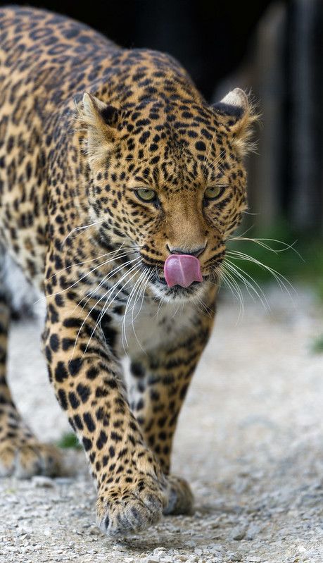 Leonie walking and showing her tongue | This time, the femal… | Flickr Leopard Walking, Black Panther Animal, Panther Animal, Female Leopard, Jaguar Tattoo, Black Panther, Back To Black, Big Cats, Wild Cats