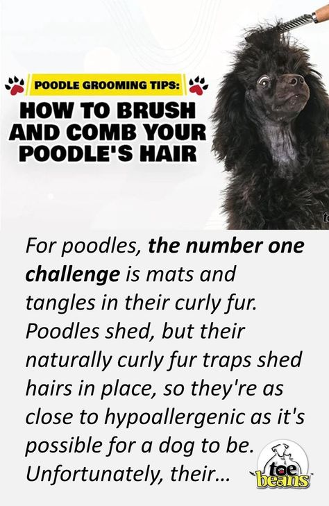 Poodle grooming Standard Poodle Grooming, Free Hairstyles, Schnoodle Dog, Grooming Hacks, Dog Grooming Tools, Poodle Hair, Parti Poodle, Poodle Haircut, Brush And Comb