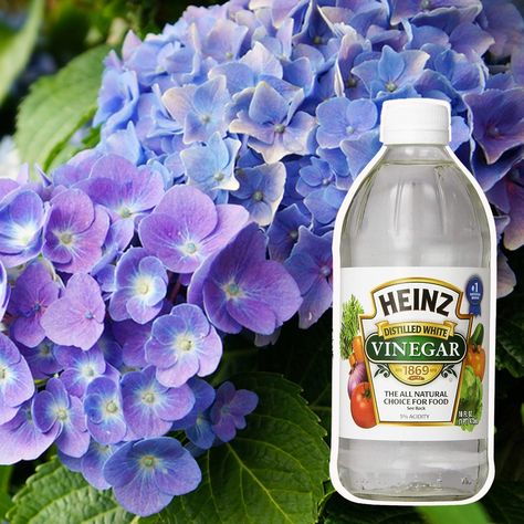 Secret Kitchen, Kitchen Ingredients, Acid Loving Plants, Hydrangea Care, Growing Hydrangeas, Hydrangea Garden, Blue Hydrangeas, Garden Bulbs, Have Inspiration