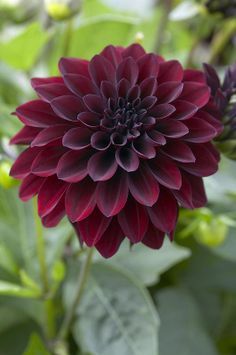 Black Dahlia Flower Meaning | black dahlia flower arabian nights dahlia more dahlia flowers dahlias ... Dahlia Tattoo, Burgundy Dahlia, Dahlia Flower, Flower Prints Art, Red Flower, Beautiful Blooms, Dream Garden, Flower Tattoos, Love Flowers