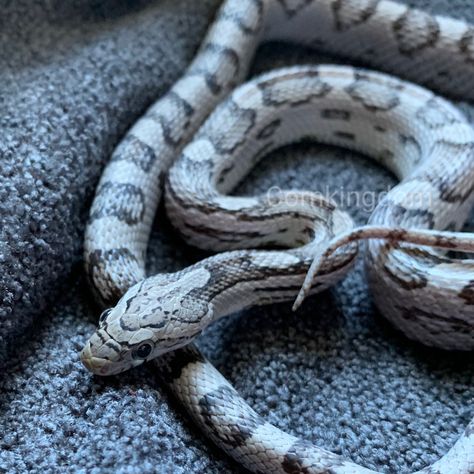 Anery Miami CornSnake #cornsnake #corn_snake #cornsnakes #cornsnakesofinstagram  #cornsnakemorph #Pantherophisguttatus #anerycornsnake #miamicornsnake Corn Snake Morphs, Cornsnake Morphs, Snake Morphs, Snake Sculpture, Corn Snakes, Corn Snake, Reptiles And Amphibians, Amphibians, Snakes