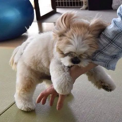 15 Things All Shih Tzu Owners Must Always Remember - The Paws Shi Tzus, Baby Shih Tzu, Perro Shih Tzu, Chien Shih Tzu, Shitzu Dogs, Shitzu Puppies, White Husky, Shih Tzu Puppies, Toy Dogs