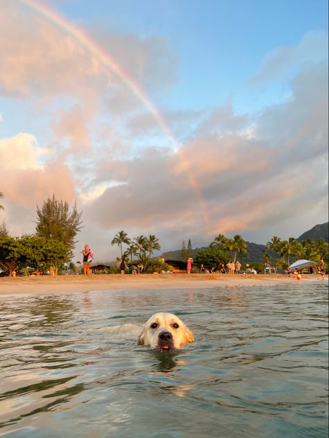 Cute Dog On Beach, Dog Summer Aesthetic, Golden Retriever On Beach, Summer Dog Aesthetic, Beach Dog Aesthetic, Dog Beach Aesthetic, Dog Beach Pictures, Puppies At The Beach, Golden Retriever Summer