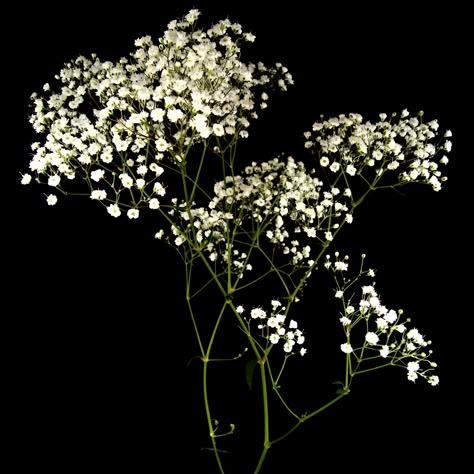 Baby's Breath (gypsophila): Condition for two hours or more in cold water. Babys Breath Aesthetic, Baby Breath Flower, Baby's Breath Bouquet, Flower Close Up, Vintage Flowers Wallpaper, Babies Breath, Nebulas, Baby Breath, Tiny Plants