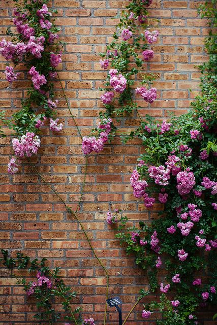 rose wall Wall Gardens, Flower Inspiration, Earth Nature, Rose Wall, One With Nature, Outdoor Wall, Garden Wall, Green Thumb, Outdoor Walls