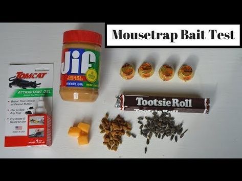 Best Mouse Trap Bait, Diy Mouse Trap, Homemade Rat Poison, Killing Mice, Norway Rat, Best Mouse Trap, Mouse Bait, Diy Mouse, Catch A Mouse