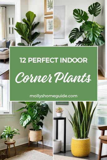 Looking to spruce up your living room corners? Discover the best indoor corner plants that will add life and style to your space. From low light options to tall plant racks, these indoor plants are perfect for every apartment. Transform your home with indoor plants that will liven up any corner, whether on the floor or by the windows. Elevate your indoor decor with these stunning plant ideas and create a cozy atmosphere in your living room. Inside Plants Decor Living Room, Apartment Plant Ideas, Empty Corner In Living Room Ideas, Plant Rack Ideas, Room Plants Decor, Indoor Floor Plants, Plants In Living Room, Corner Decorating Ideas, Indoor Plants Decor Living Room