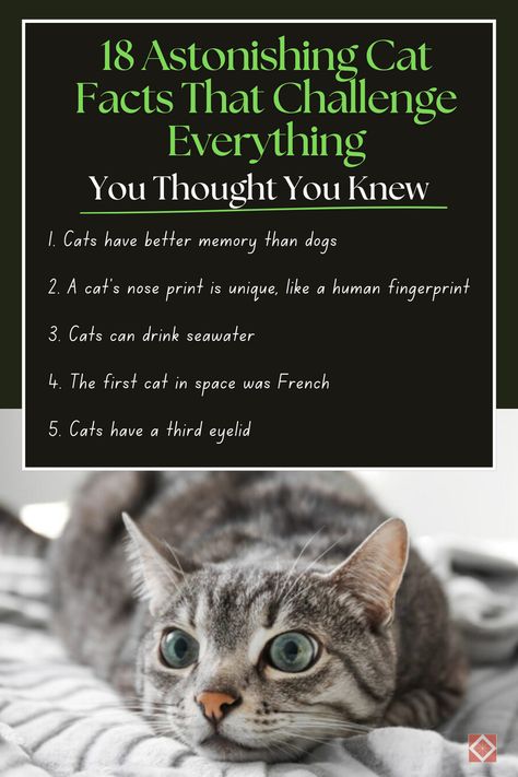 Cats are more complex than we ever imagined! Explore 18 astonishing facts that challenge your perception of these beloved pets. From recognizing their own names to other unexpected behaviors, these facts will deepen your understanding of feline intelligence and charm. Fun Facts About Cats, Cat Behavior Facts, Cats Facts, Different Cat Breeds, Facts About Cats, Cat Hacks, Tabby Cats, Orange Tabby Cats, Adorable Kittens