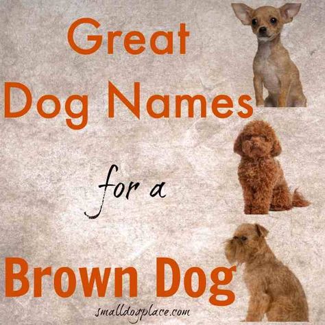 Browse our lengthy list of brown dog names, all excellent choices for a chocolate colored dog. Boykin Spaniel Names, Dog Names For Brown Dogs, Male Dog Names Unique, Brown Dog Names, Puppies Names Female, Brown Labradoodle, 2023 Background, Goldendoodle Names