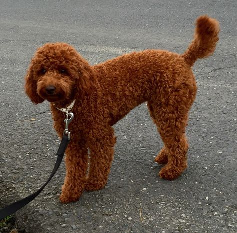 Medium Poodle Dog, Miniature Red Poodle, Mini Red Poodle, Red Mini Poodle, Miniature Poodle Haircuts, Poodle Teddy Bear Cut, Red Standard Poodle, Red Poodle Puppy, Poodle Haircut Styles