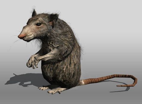 335 best SEWER (Brown, Norway) RATS images on Pinterest Norway Rat, Sewer Rat, Sculpture Reference, Brown Rat, Bush Family, Halloween Goodies, Mouse Rat, Western Art, Skull Art