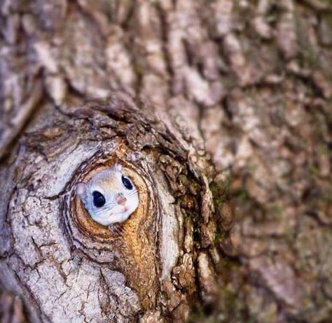 When They Are Not Flying About The Evergreen Forest, Japanese Dwarf Flying Squirrels Have Been Known To Be Kept As Pets Japanese Flying Squirrel, Tattoo Nature, Flying Squirrel, Cute Squirrel, Animal Sketches, Beautiful Animals, Endangered Species, Animal Tshirt, Animal Planet