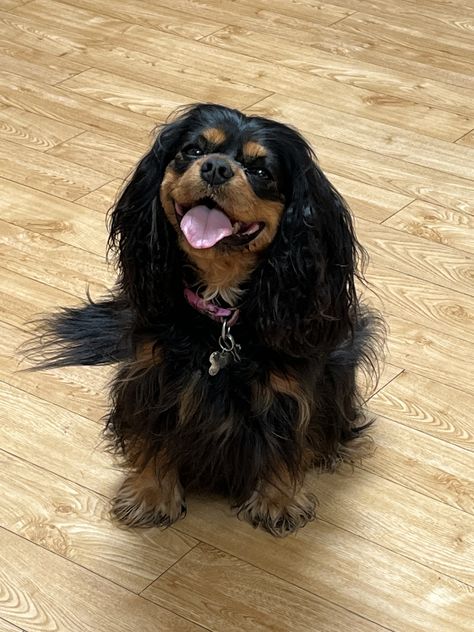 Cavalier King Charles Spaniel - Black and Tan Black Cavalier King Charles Spaniel, King Charles Cavalier Spaniel Black, Black And Tan Cavalier King Charles, Caviler King Charles Spaniel, Cavalier Puppies, Cavalier King Spaniel, Dream Puppy, King Spaniel, Every Dog Breed