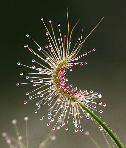 Flower Skeleton, Drops Of Water, Unusual Plants, Unusual Flowers, Carnivorous Plants, Seed Pods, Alam Yang Indah, Exotic Plants, Ranunculus