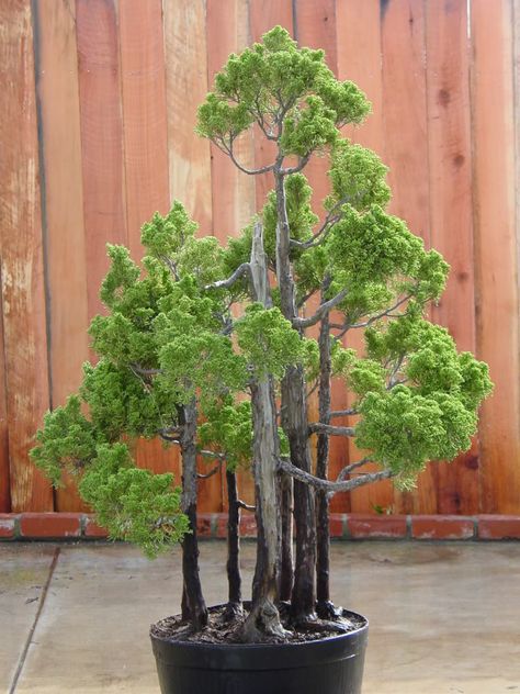 whats not to love in that.. want to shrink myself and put up a tent right there! Wait.. just had a "Honey I shrunk the Kids" flashback... Sequoia Bonsai, Redwood Bonsai, Forest Bonsai, Bonsai Stand, Bonsai Indoor, Sequoiadendron Giganteum, Giant Sequoia, Bonsai Forest, Bonsai Tree Types