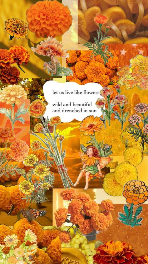 Marigold Collage Aesthetic🌼🌼 Flower Collage Aesthetic, Marigolds Aesthetic, Marigold Flower Aesthetic, Marigold Aesthetic, Cute Collages, Flower Collage, Marigold Flower, Wallpapers, Collage