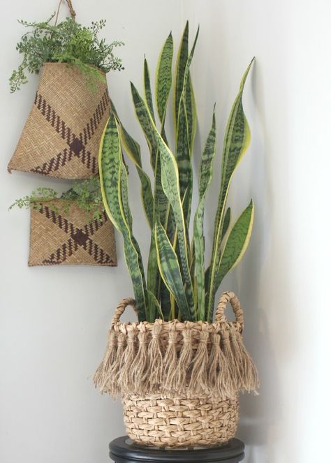 updated a plain basket by adding some jute tassels. Basket On Wall, Fall Dining Room, Autumn Dining, نباتات منزلية, Plant Basket, Deco Boheme, Pola Sulam, Monstera Deliciosa, Deco Floral