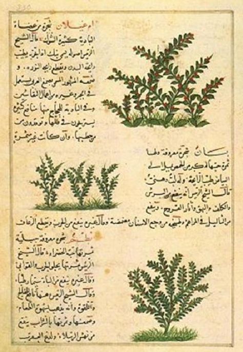 Botany, Herbals and Healing In Islamic Science and Medicine | Muslim Heritage - Ibn Al-Wafid (997-1075) of Toledo Islamic Science, History Of Pharmacy, Jefferson Quotes, Islam And Science, Medicinal Chemistry, Magical Herbs, Islamic Culture, Illuminated Manuscripts, Arabic Art