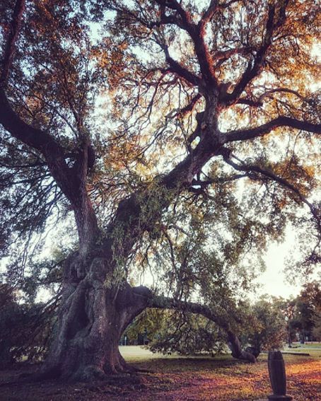 Amazing Trees, New Orleans Louisiana, Park Bench, Louisiana, New Orleans, Tree Trunk, Trees, Outdoor Furniture, Outdoor Decor