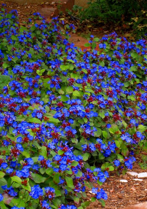 Hardy Plumbago, Ceratostigma Plumbaginoides, Flowers For Pollinators, Living Mulch, Loam Soil, Deep Blue Flowers, Garden Notes, Sand Clay, Bed Idea