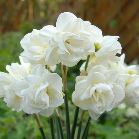 Daffodil Bulbs, Moon Garden, Have Inspiration, Spring Bulbs, White Gardens, Bridal Crown, The Grass, Beautiful Blooms, Dream Garden