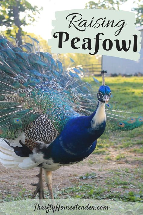 Raising Peafowl, Raising Farm Animals, Chicken Life, Peacock Bird, Poultry Farm, The Homestead, Hobby Farms, Raising Chickens, Chickens Backyard