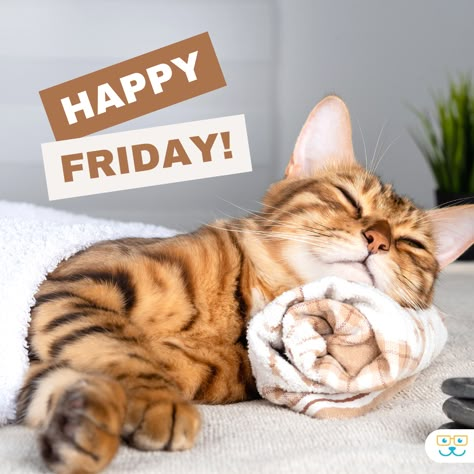 Happy Friday Cat Quotes, Friday Cat, Bon Mardi, Tgif Friday, Vet Medicine, Good Morning Happy Friday, Friday Blessings, Cute Good Morning Quotes, End Of The Week