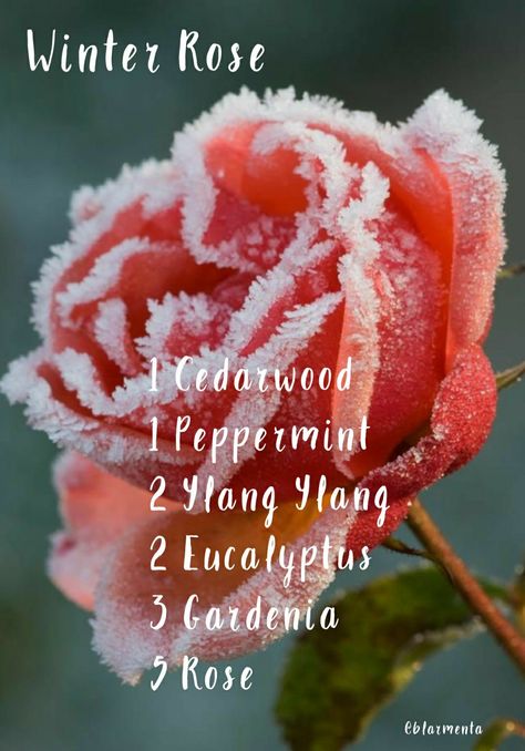 Winter Rose Essential Oil Blend Rose Diffuser Blends, Gardenia Essential Oil Blends, Rose Essential Oil Blends, Rose Essential Oil Benefits, Winter Essential Oil Blends, Rose Oil Benefits, Lavender Skincare, Gardenia Essential Oil, Essential Oil Perfume Blends