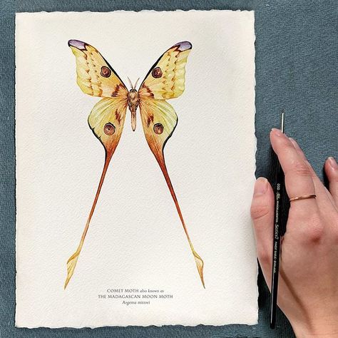 Ella Sadika Jackson (@ellajackson.art) • Instagram photos and videos Comet Moth, Moth Illustration, Art Craft, Moth, Umbrella, Arts And Crafts, Photo And Video, Instagram Photo, Yellow