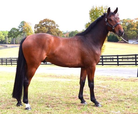 The Danish Warmblood Horse has great athleticism and a willing temperament. Its head is defined and expressive and it has a moderately thick tail. Its colours are bay, brown, black, grey and chestnut and it stands at 15-16.3 hands. Danish Warmblood, Warmblood Horses, Horse Tail, Hunter Jumper, Chestnut Horse, Horse Breeds, 1 Place, Thoroughbred, Horse Rider